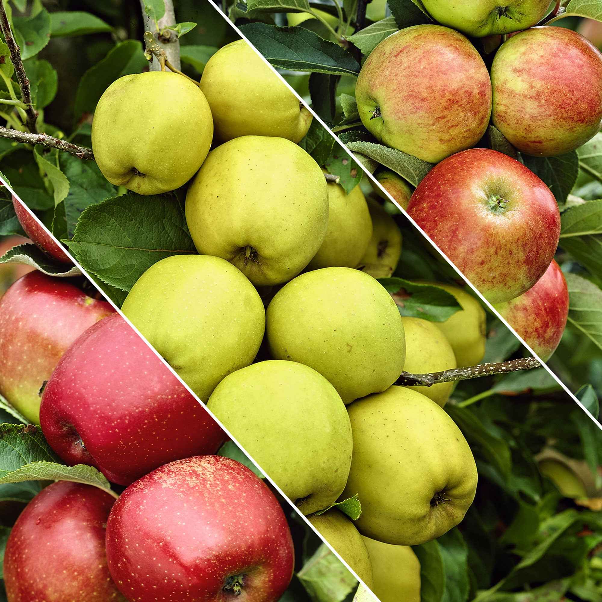 Bakker Fruitiers Pommier 3 variétés sur tige pot 2L triple greffe