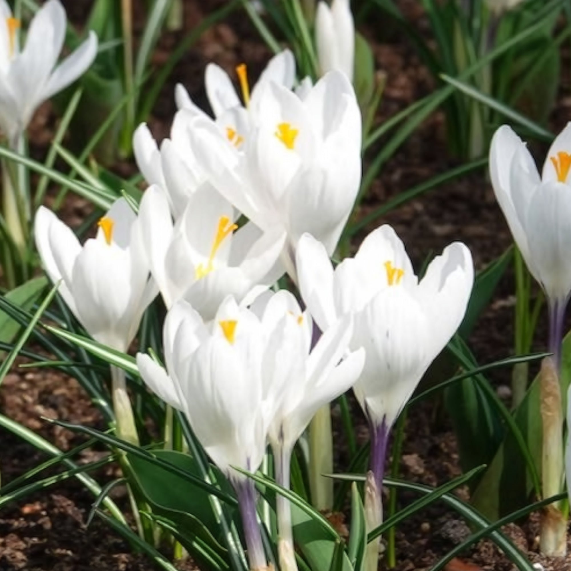 Bakker Jeanne d'Arc crocus blanc sachet 15 bulbes