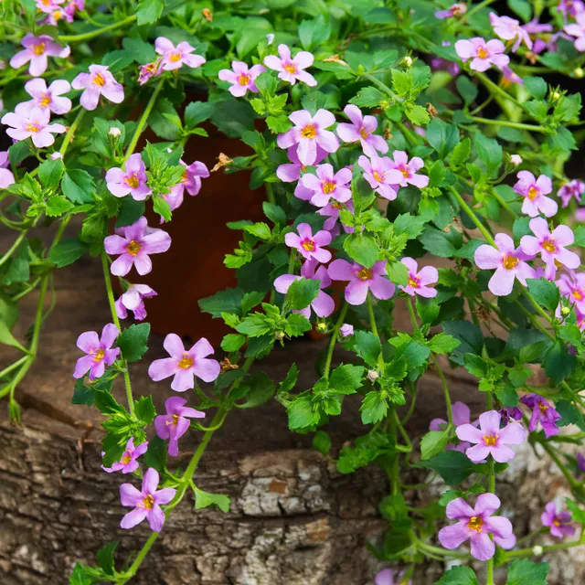 Bakker Bacopa rose plante retombante pot 10,5cm floraison continue