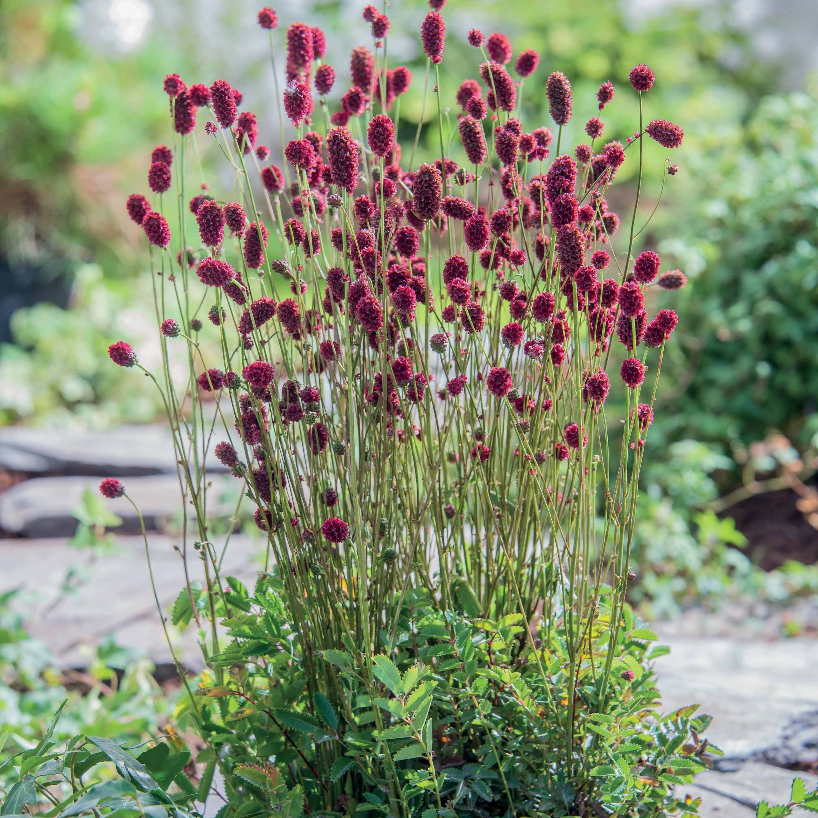 Bakker Sanguisorba Proud Mary vivace rouge racine nue