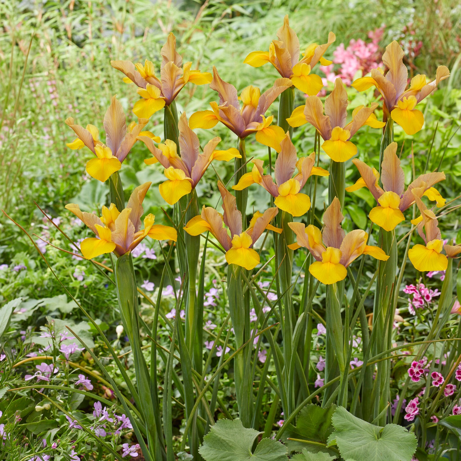 Bakker Iris Hollande Bronze Perfection jaune sachet 10 bulbes