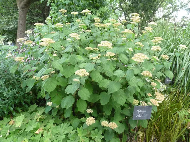 Les Hortensias du Haut Bois Radiata hortensia arborescent blanc