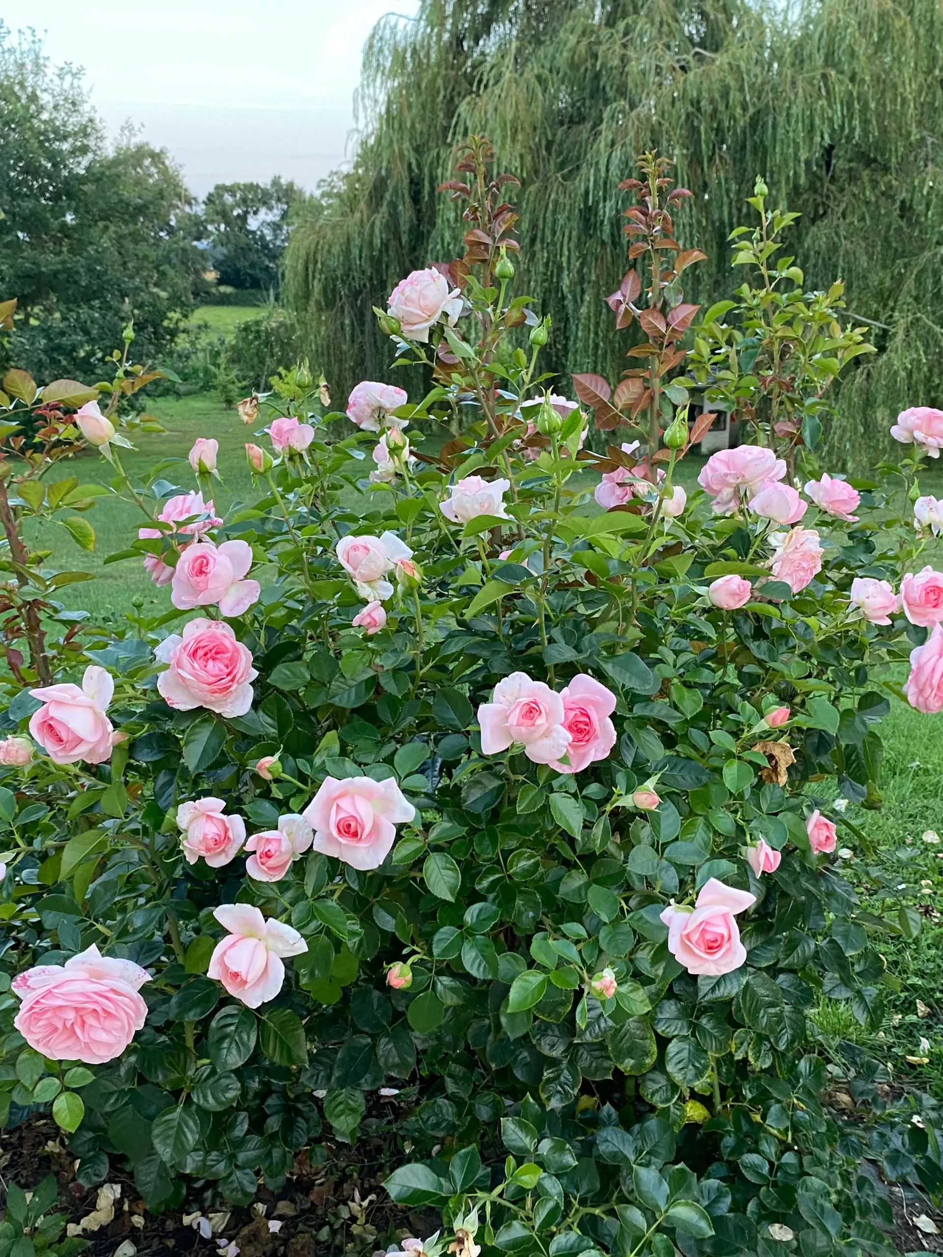 Michel Adam Fontaine aux Perles Adastridlo rosier tige rose