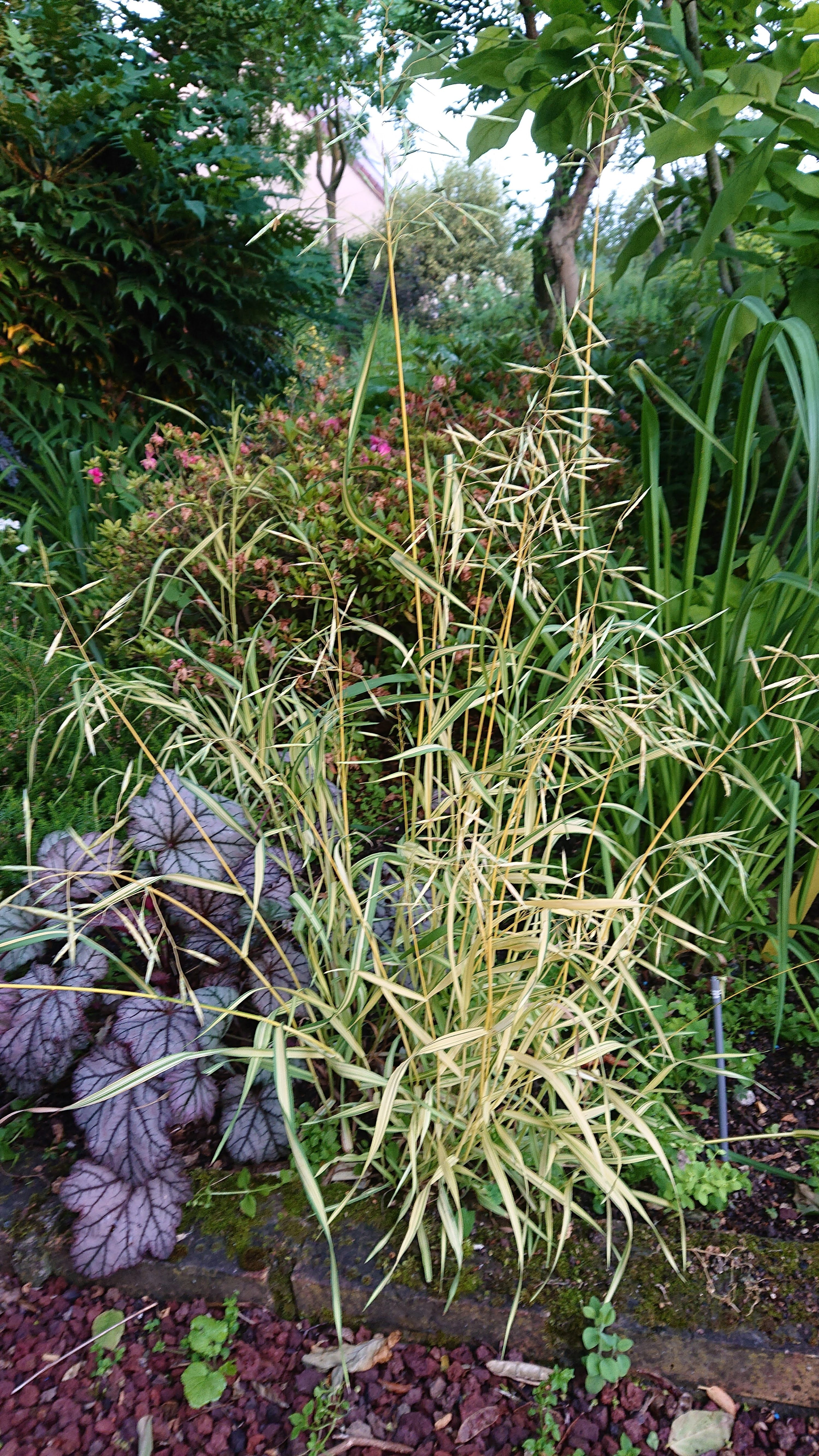 Passion Vivaces Bromus inermis Skinner's Gold graminée pot 1 litre