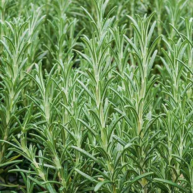 Bakker Plant Romarin officinalis pot 13cm aromatique