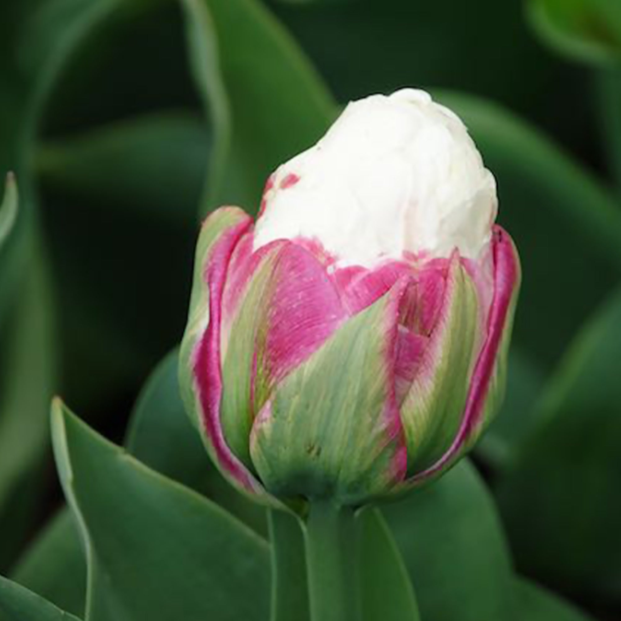 Bakker Ice Cream Tulipes doubles 7 bulbes blanc rose
