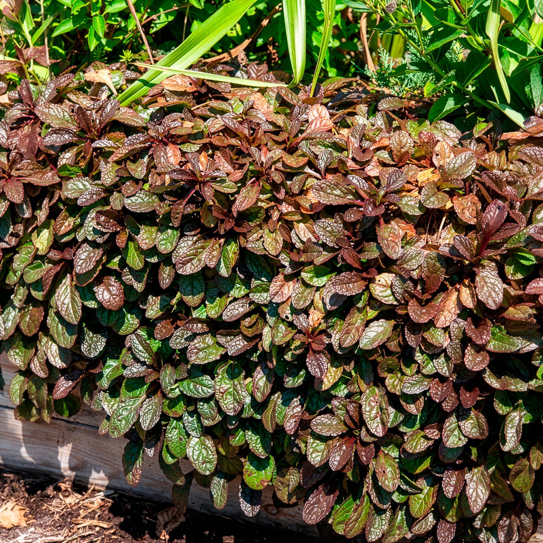 Bakker Bugle rampante Atropurpurea pot Ø9cm couvre-sol pourpre