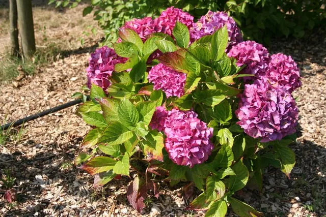 Les Hortensias du Haut Bois Triomphe hortensia fleurs rondes godet