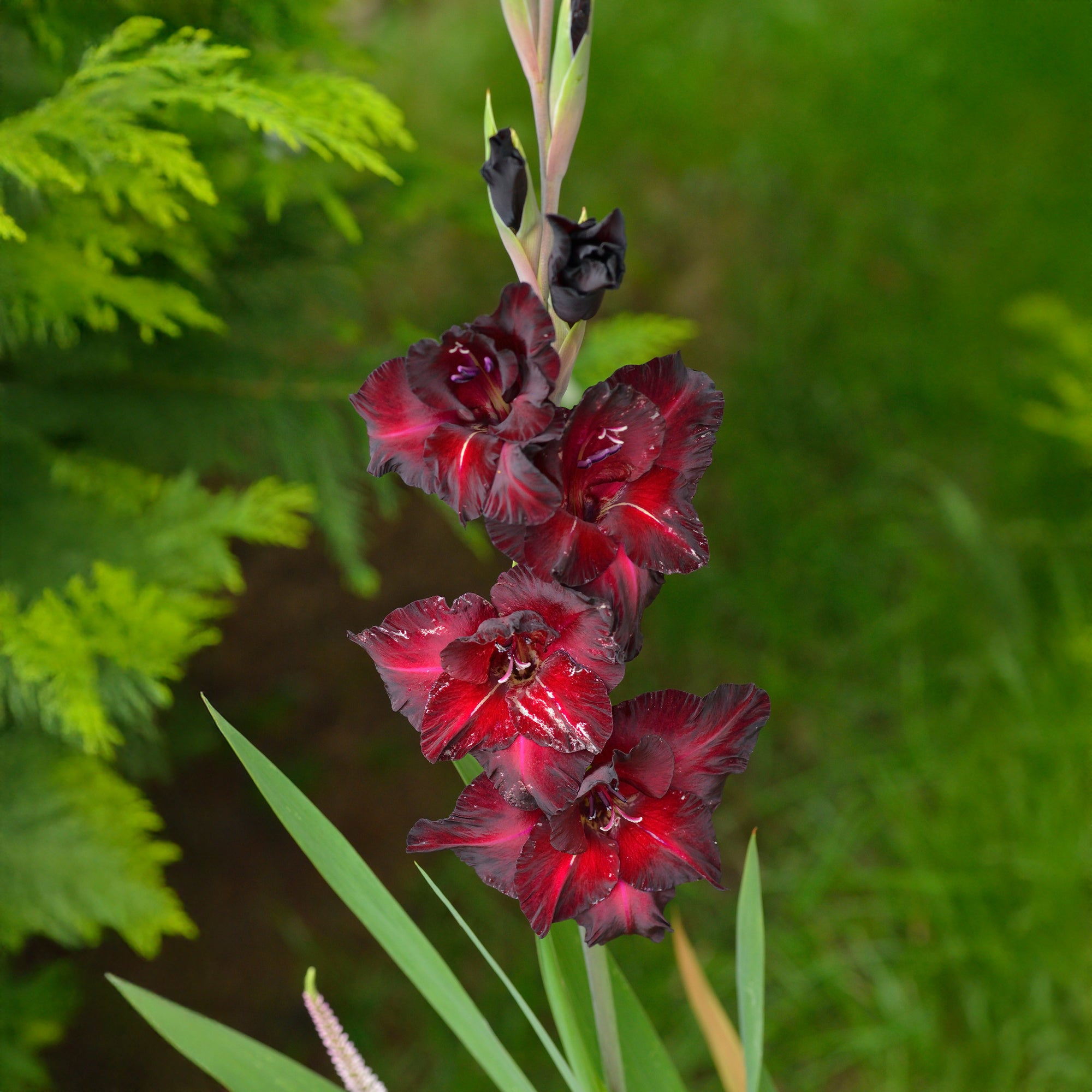 Bakker Bulbes à fleurs Glaïeul Black Surprise rouge 10 bulbes