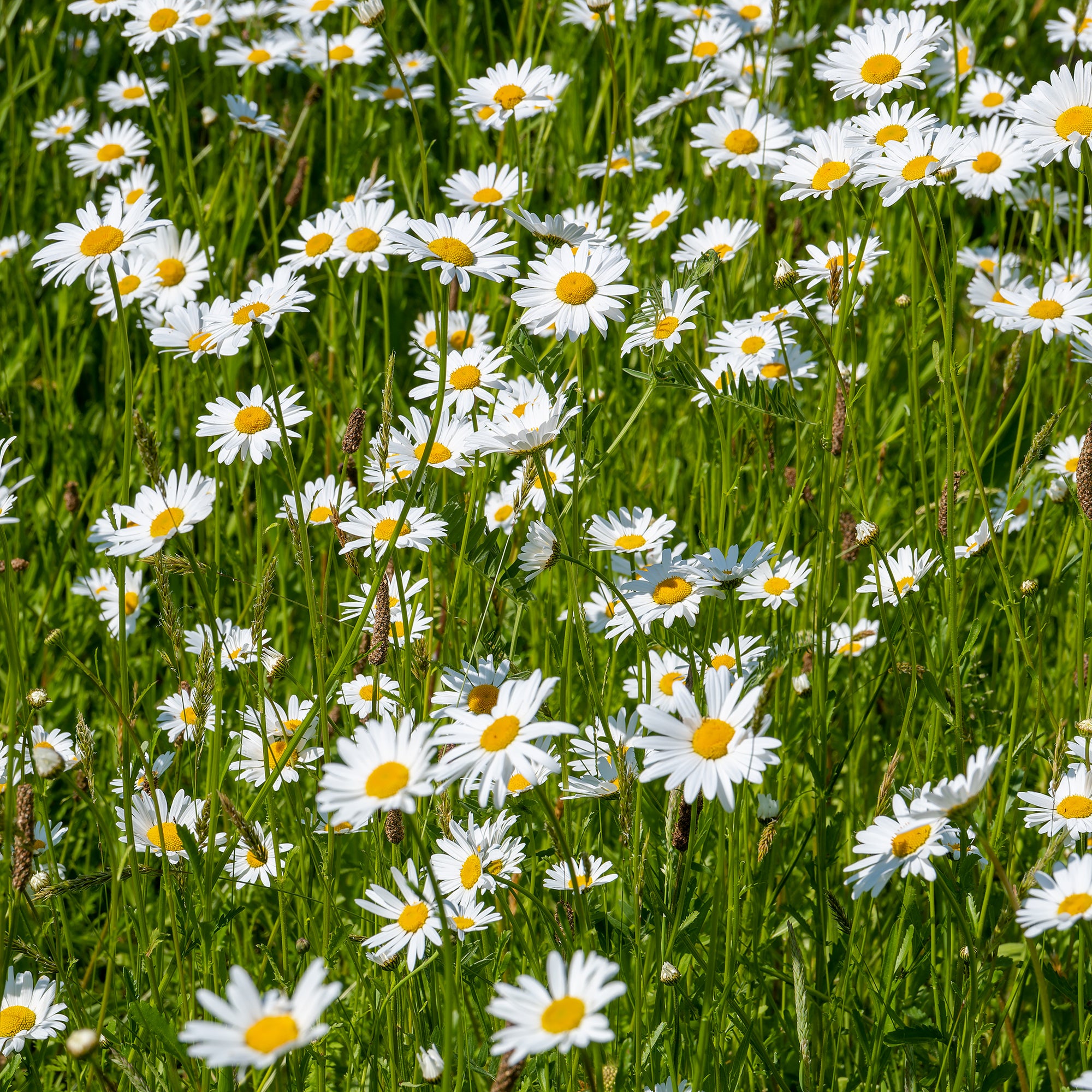 Bakker Plantes vivaces Marguerite commune fleur blanche pot 9cm