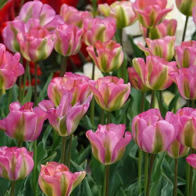 Bakker Bulbes Tulipe Groenland Viridiflora rose sachet 7