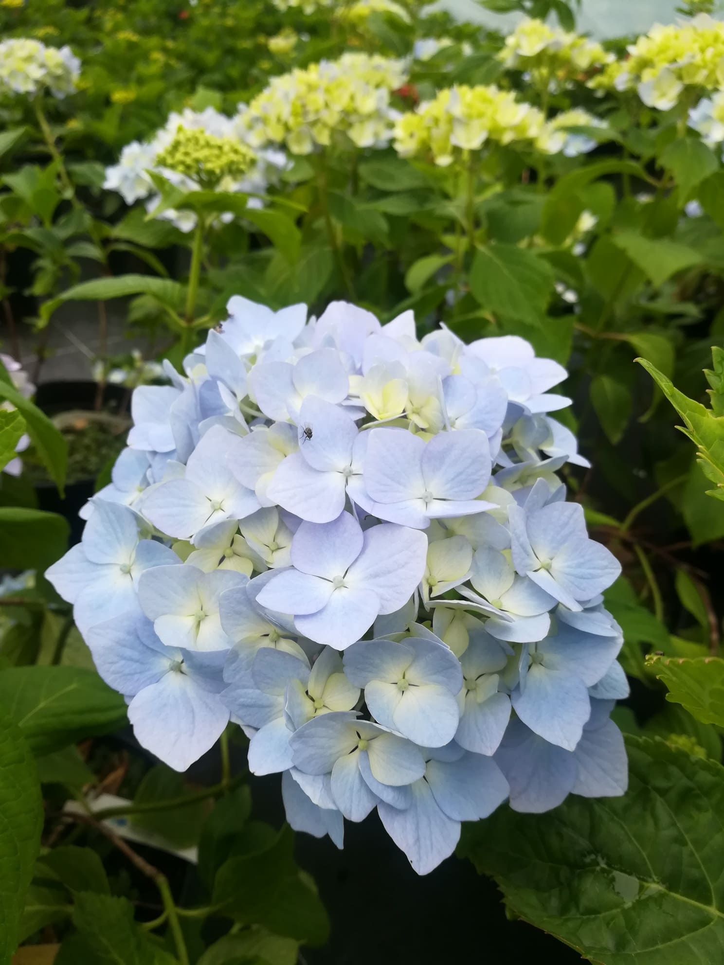 Les Hortensias du Haut Bois Mousseline hortensia fleurs rondes