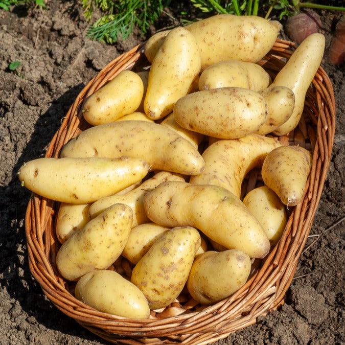 Bakker Ratte pomme de terre 25 plants chair ferme