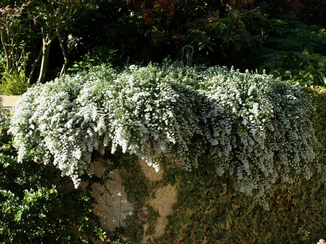 Passion Vivaces Aster Snow Flurry vivace godet fleurs blanches