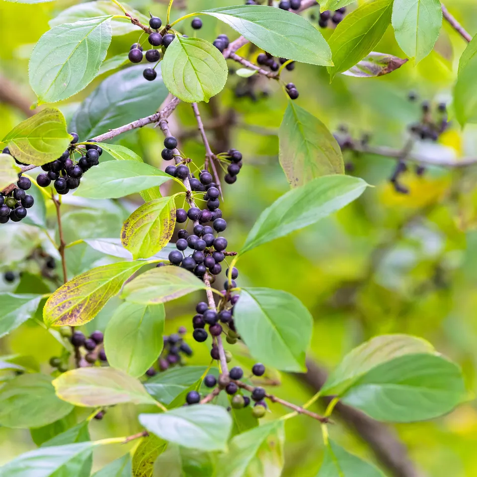 Bakker Nerprun purgatif Rhamnus arbuste pot 2L 40-50cm