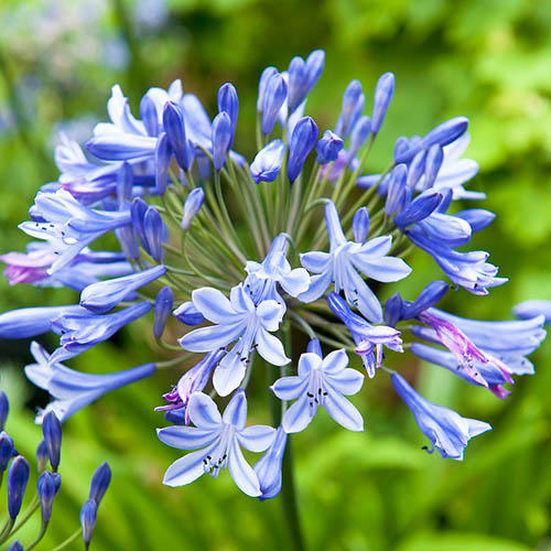 Passion Vivaces Agapanthus Columba vivace godet fleur bleue