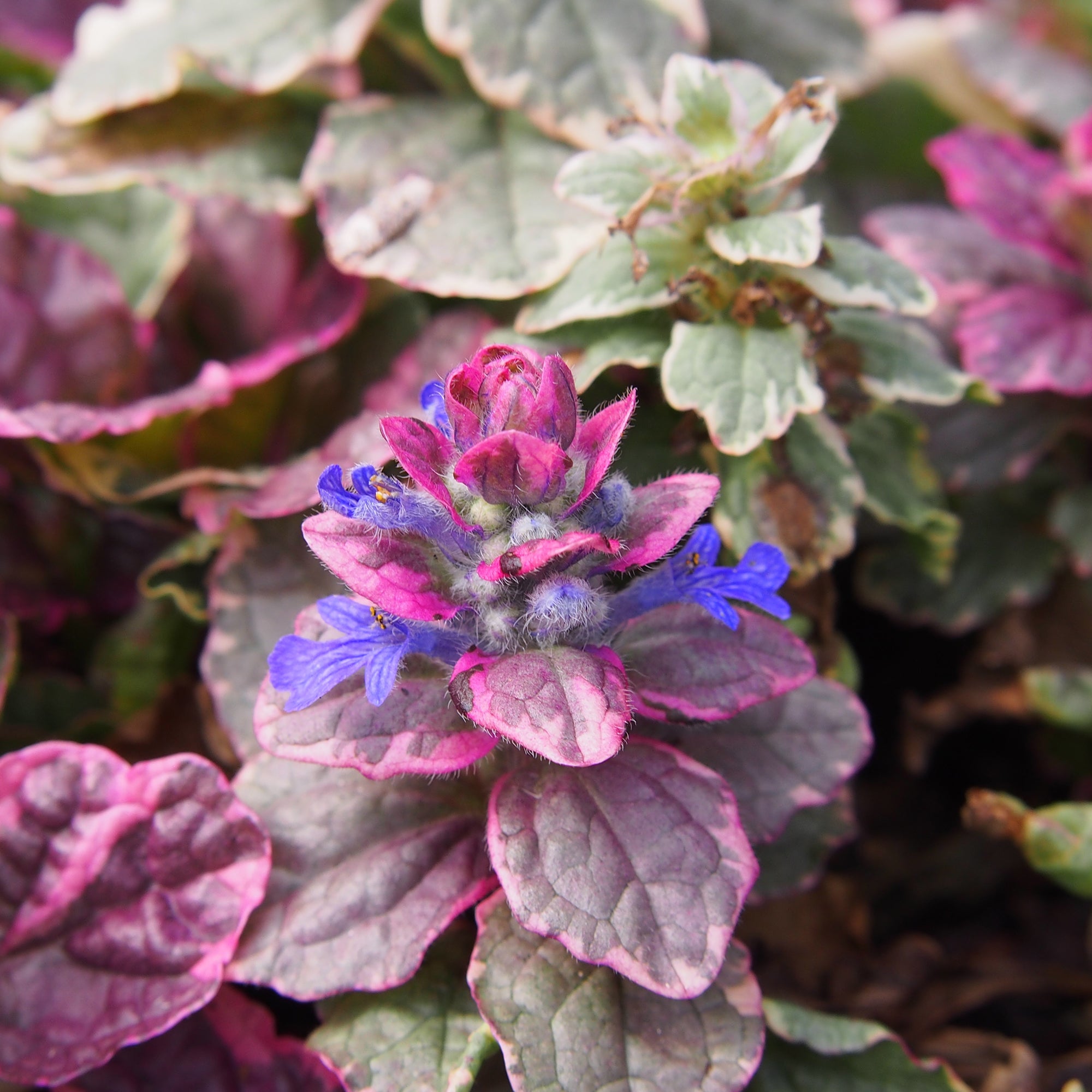 Bakker Bugle rampante Burgundy Glow couvre-sol pot 9cm