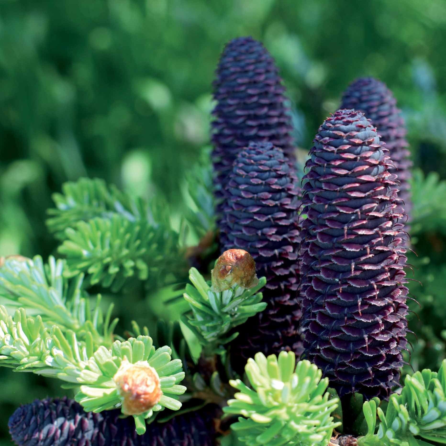 Bakker Sapin de Corée conifère pot 2L violet