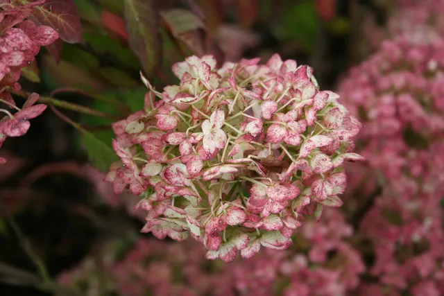 Les Hortensias du Haut Bois Maïko hortensia montagne fleurs plates