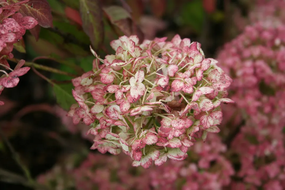 Les Hortensias du Haut Bois Maïko hortensia montagne fleurs plates