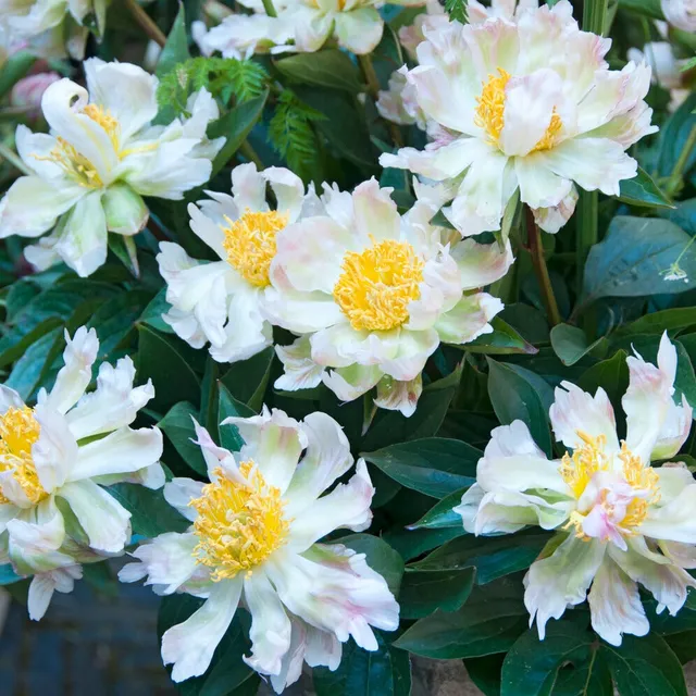 Bakker Green Lotus pivoine blanche verte pot Ø 11 cm