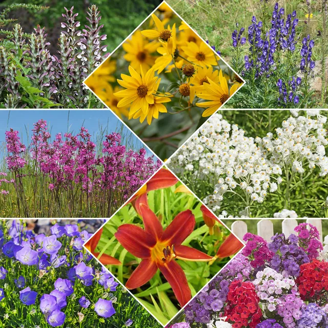 Bakker Massif Été Fleuri 18 plantes vivaces 2m²