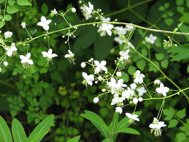 Passion Vivaces Thalictrum delavayi Album plante vivace pot 1L blanc