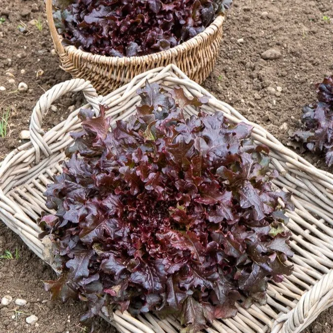 Bakker Potager Laitue Red Salad Bowl graines sachet 2g rouge