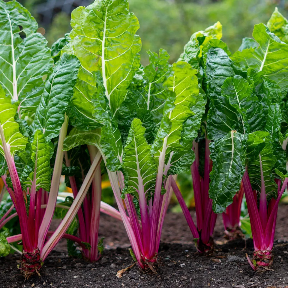 Bakker Rhubarb Chard poirée à carde rouge sachet 5g