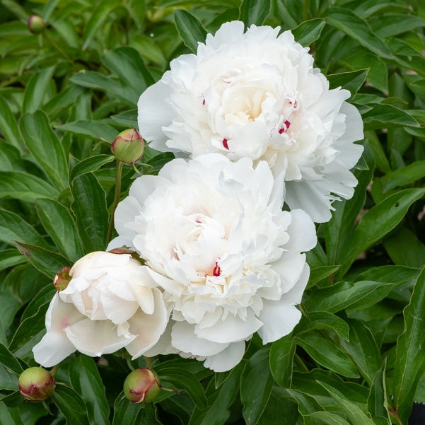 Bakker Pivoine Festiva Maxima bulbe sachet 1 calibre I blanc