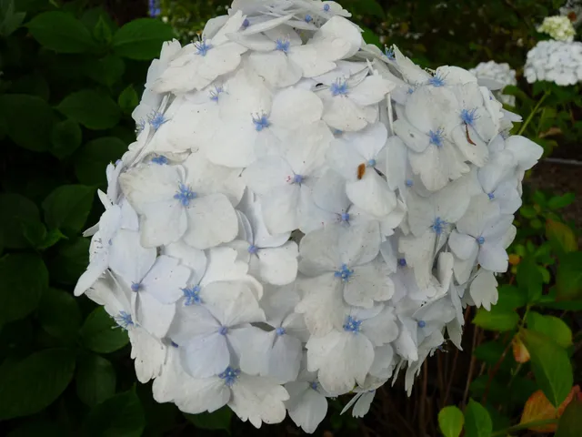 Haut Bois Madame Emile Mouillère hortensia blanc fleurs rondes