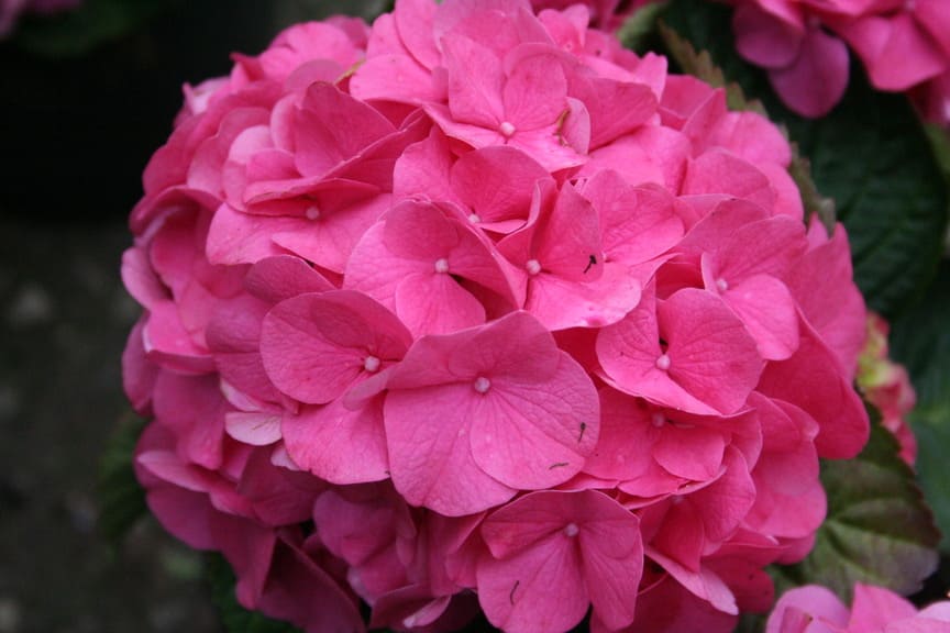 Les Hortensias du Haut Bois Rosita hortensia boule fleurs rondes godet