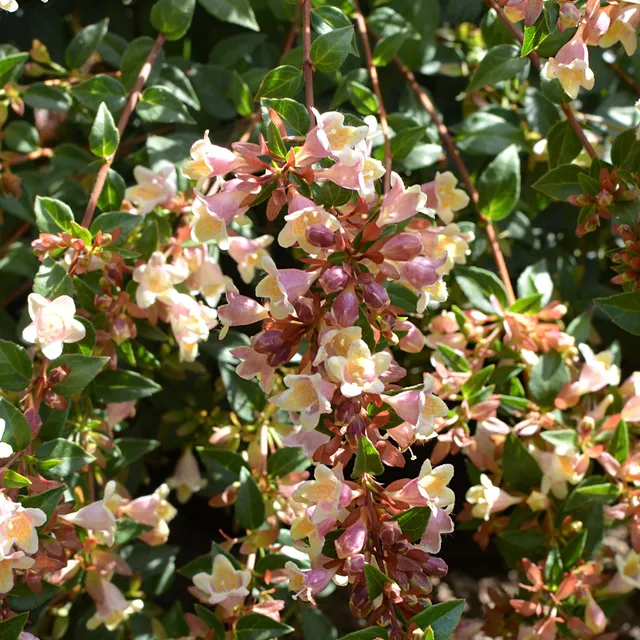 Bakker Abelia Sunny Charm arbuste pot 3L feuillage doré