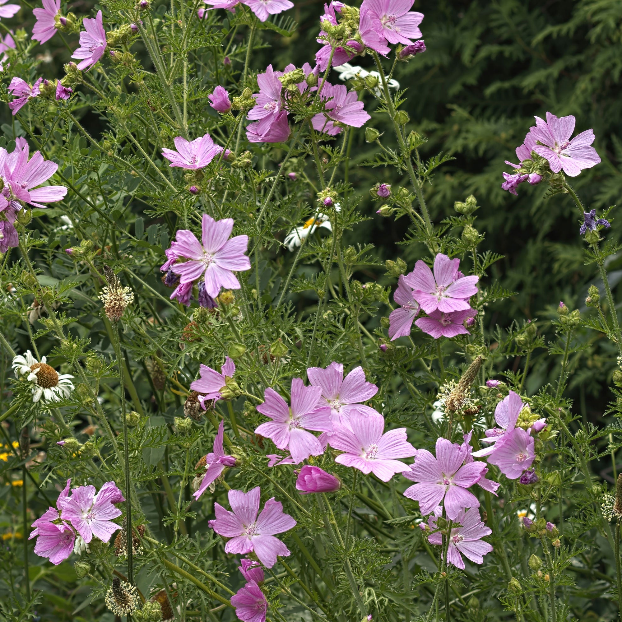 Bakker Mauve musquée Rosea vivace rose pot Ø 9cm