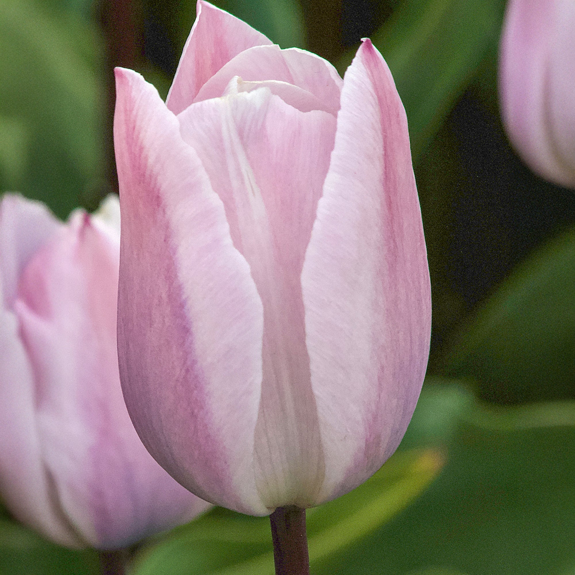 Bakker Tulipe Silver Cloud Triomphe rose 5 bulbes
