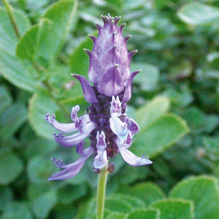 Bakker Potager et Graines Terreur des chats 3 pots violet