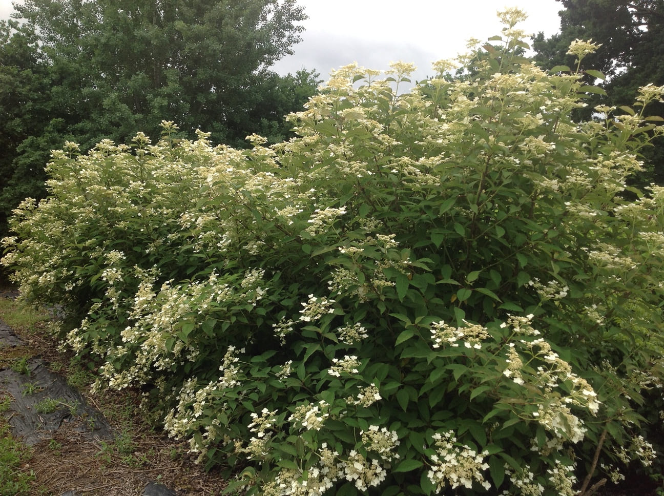 Les Hortensias du Haut Bois Snowcap hortensia heteromalla godet