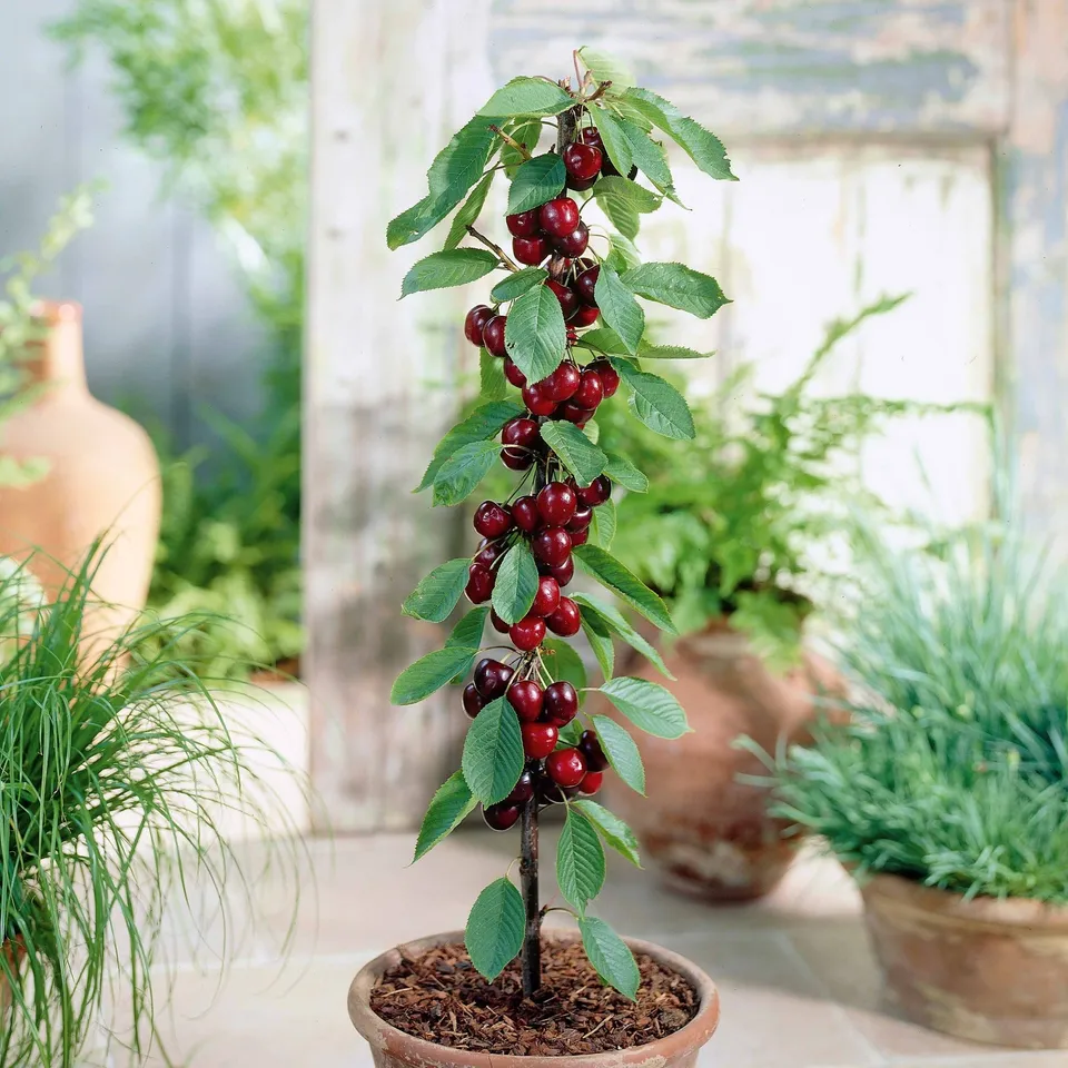 Bakker Sylvia cerisier nain pot 9cm cerises sucrées