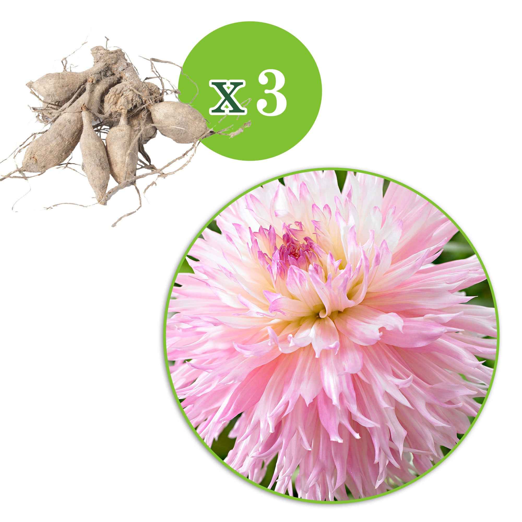 Bakker Dahlia Nadia Ruth bulbe 3 bulbes rose dentelle