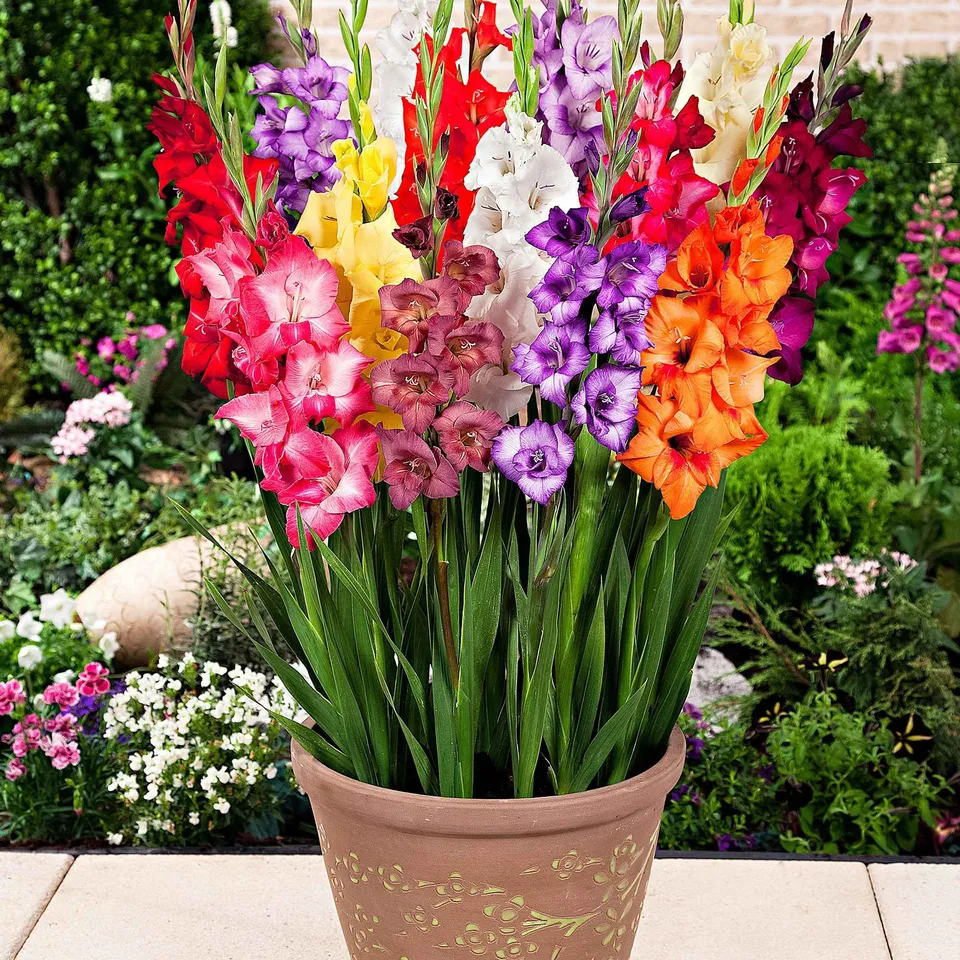 Bakker Glaïeuls nains mélange bulbes 12 pot soleil