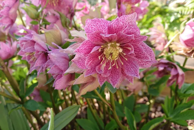 Helleborus orientalis Belle de Grisy vivace pot 1L rose