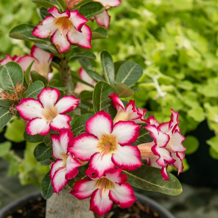 Bakker Intérieur Rose du désert 2 pots Ø14cm cache-pot