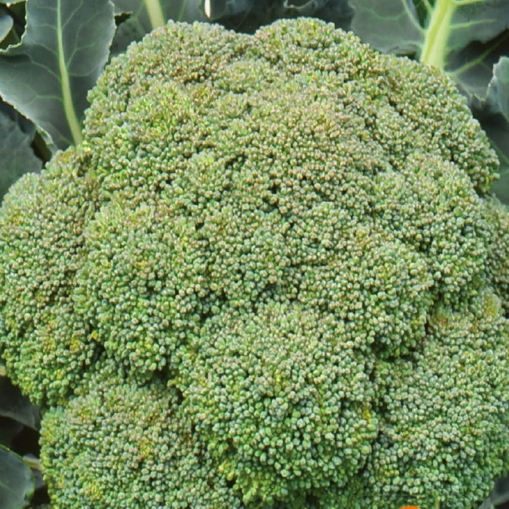 Bakker Chou Brocoli Calabrese Natalino graines 1g