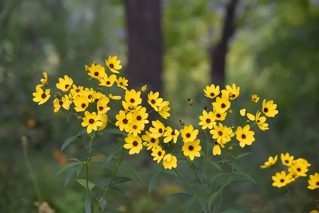 Passion Vivaces Coreopsis tripteris plante jaune citron pot 1L