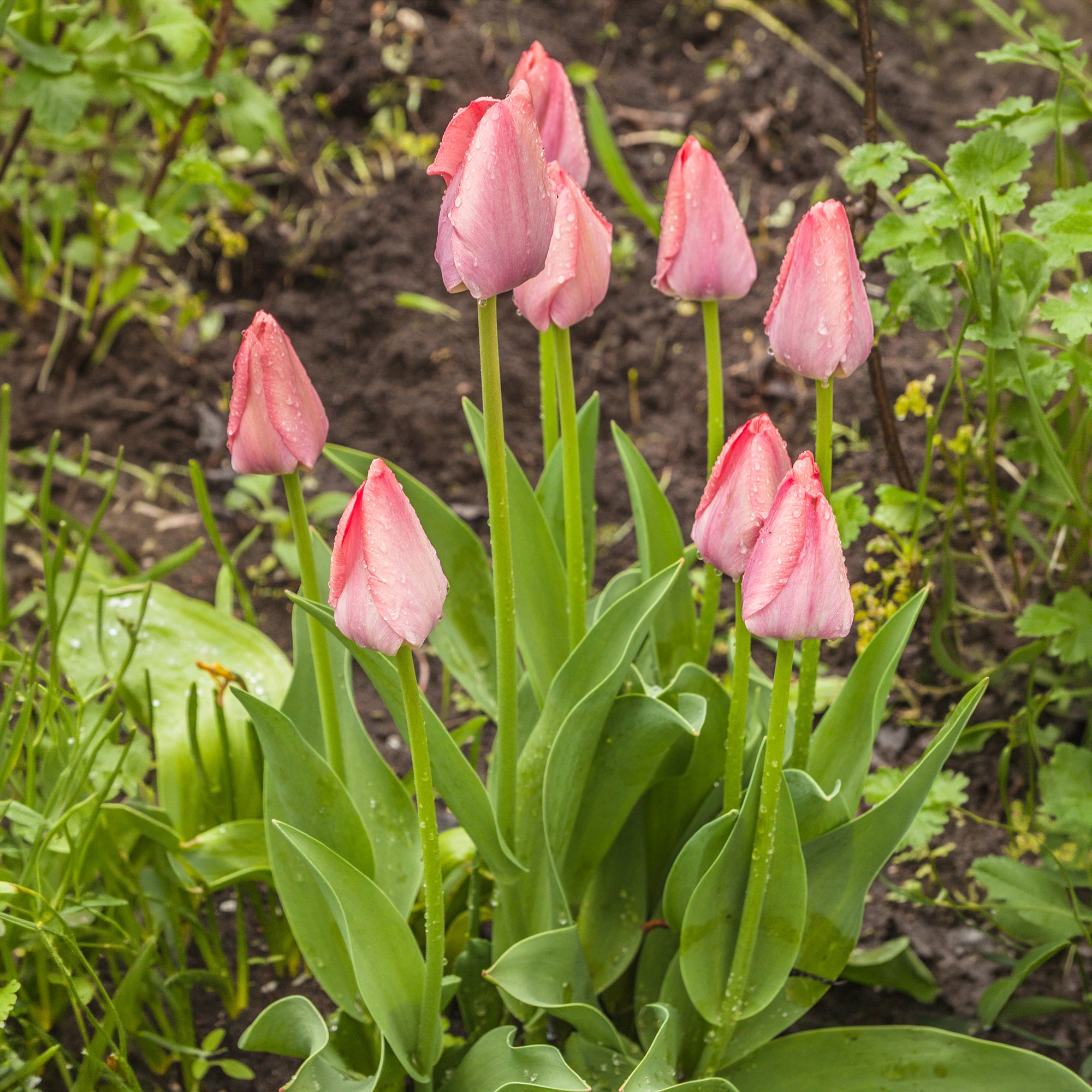 Bakker Bulbes de printemps massif sachet 28 bulbes