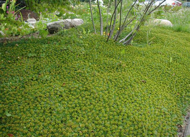 Passion Vivaces Azorella trifurcata plante vivace pot 1L tapis