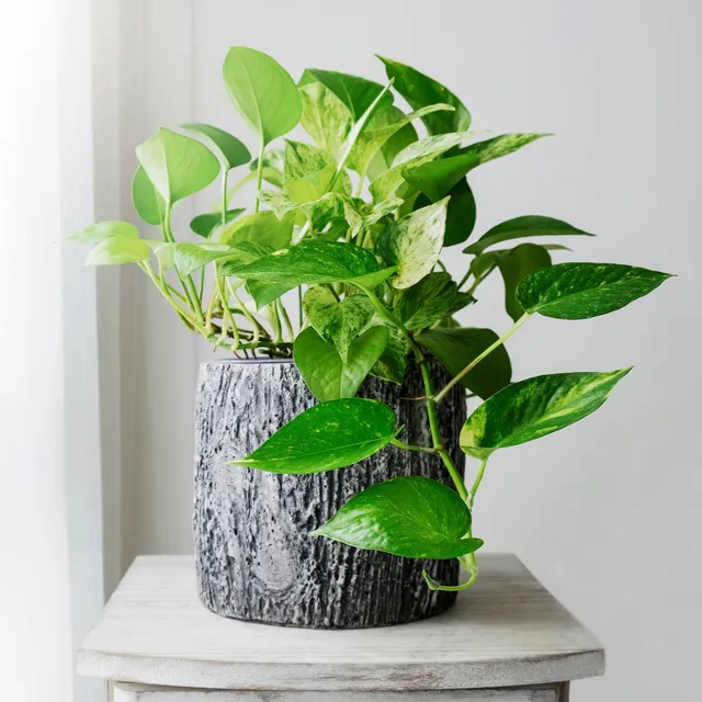 Bakker Epipremnum aureum pothos pot 12cm retombant panaché