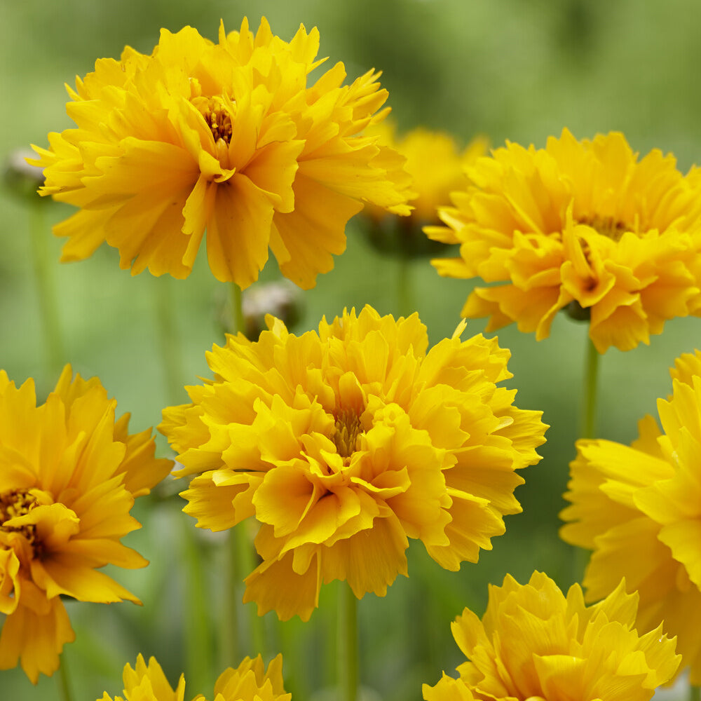 Bakker Plantes vivaces Early Sunrise coréopsis pot 9 cm jaune