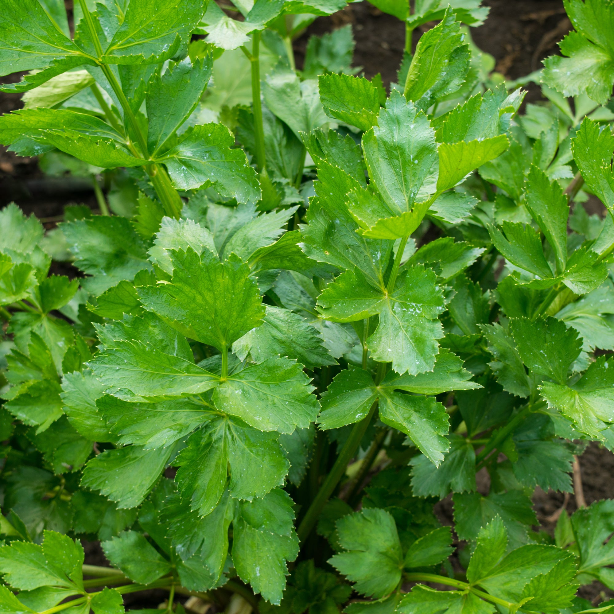 Bakker Céleri vivace à couper sachet 2g parfumé
