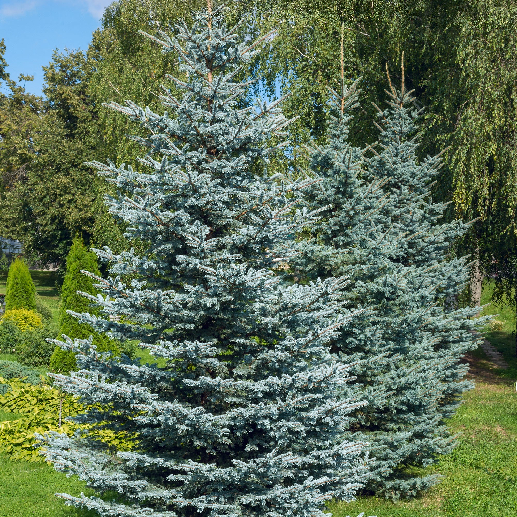 Bakker Sapin bleu Sélection conifère pot 2L 30-40cm